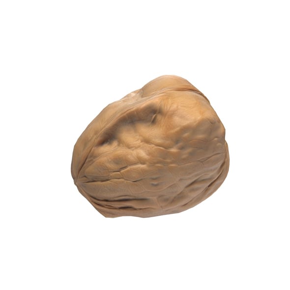 Walnut v3 - 3DOcean Item for Sale