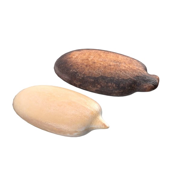 Watermelon Seed - 3DOcean Item for Sale