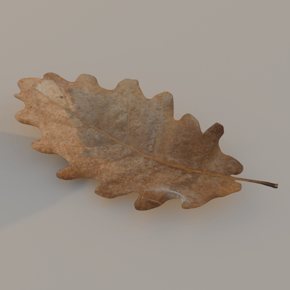 Oak Leaves - 3DOcean Item for Sale