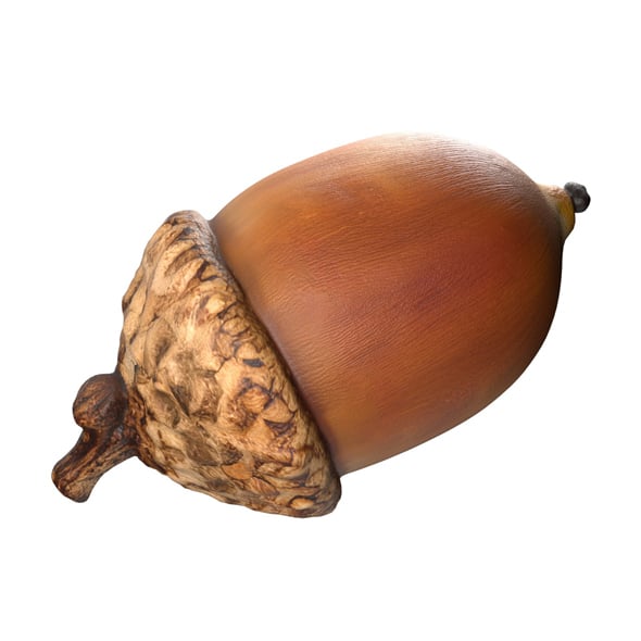 Acorn v3 - 3DOcean Item for Sale