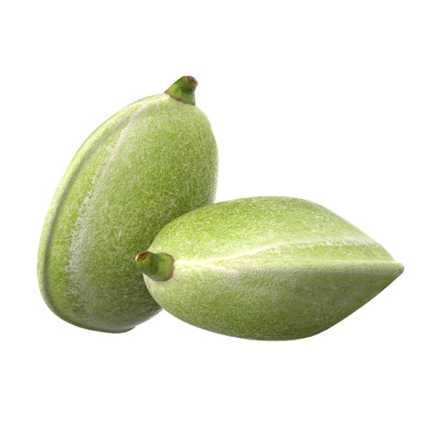 Almond Green - 3DOcean Item for Sale