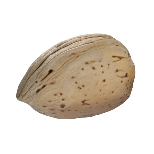 Almond Shell v1 - 3DOcean Item for Sale
