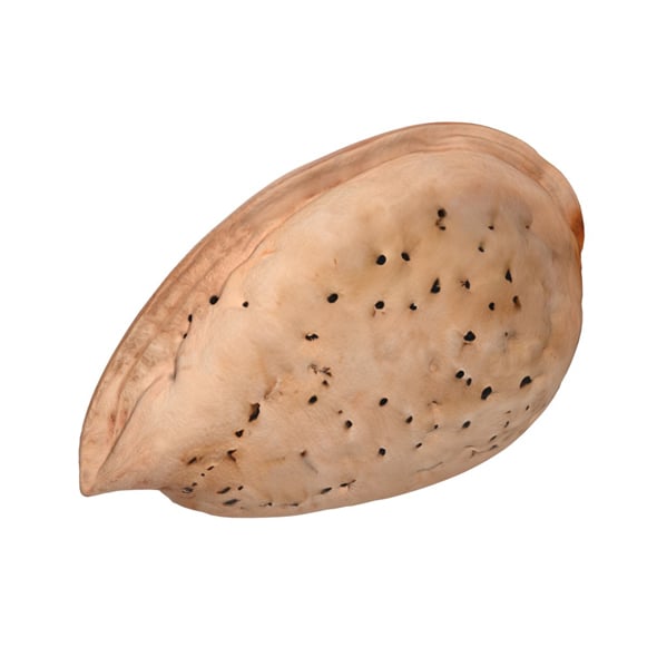 Almond Shell v2 - 3DOcean Item for Sale