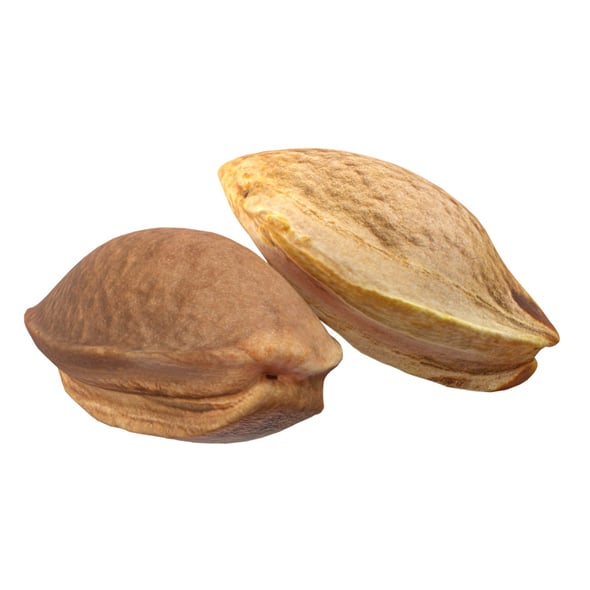 Apricot Kernels - 3DOcean Item for Sale