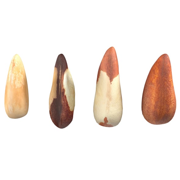 Brazilian Nuts - 3DOcean Item for Sale