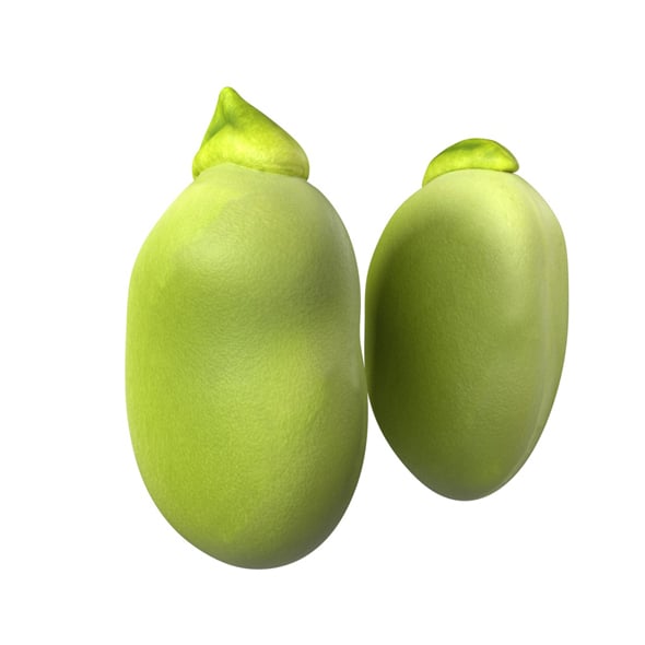Broad Bean - 3DOcean Item for Sale