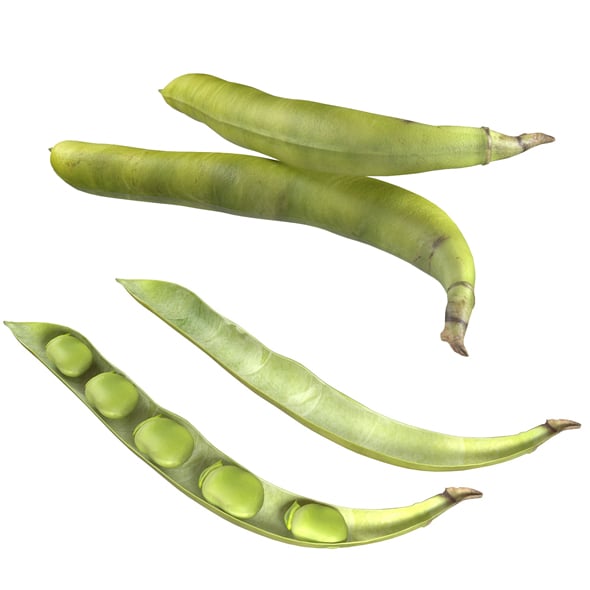 Broad Bean Pod - 3DOcean Item for Sale