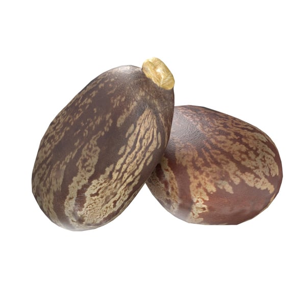 Caster Seed - 3DOcean Item for Sale