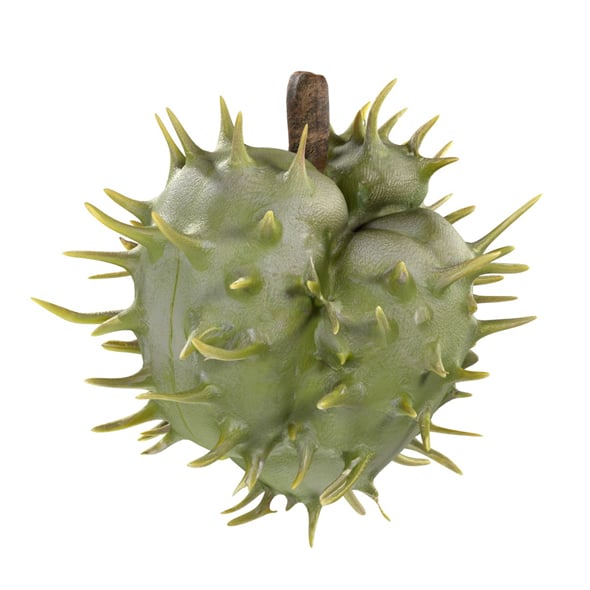 Caster Seed Fruit v2 - 3DOcean Item for Sale