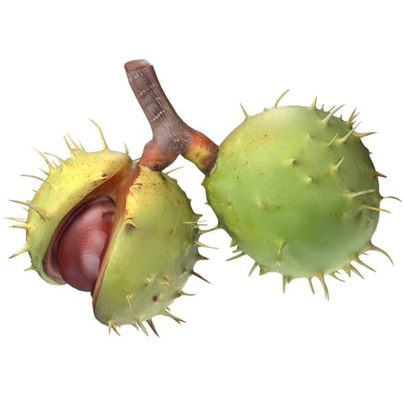 Chestnut Green v2 - 3DOcean Item for Sale