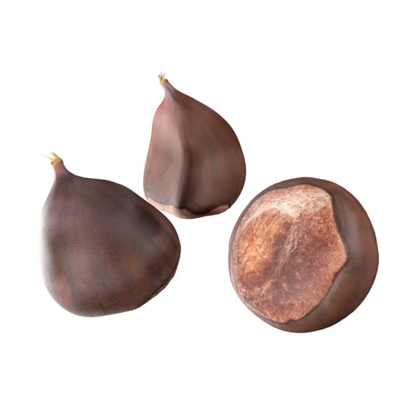 Chestnut Kernel - 3DOcean Item for Sale