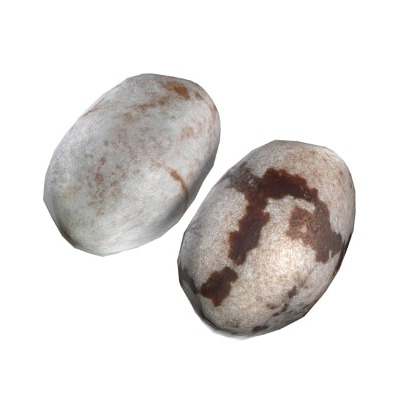 Chia Seed - 3DOcean Item for Sale