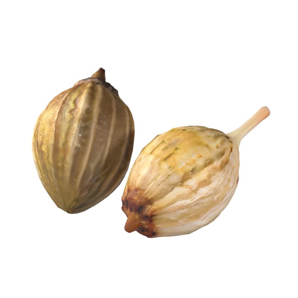 Coriander Seeds - 3DOcean Item for Sale