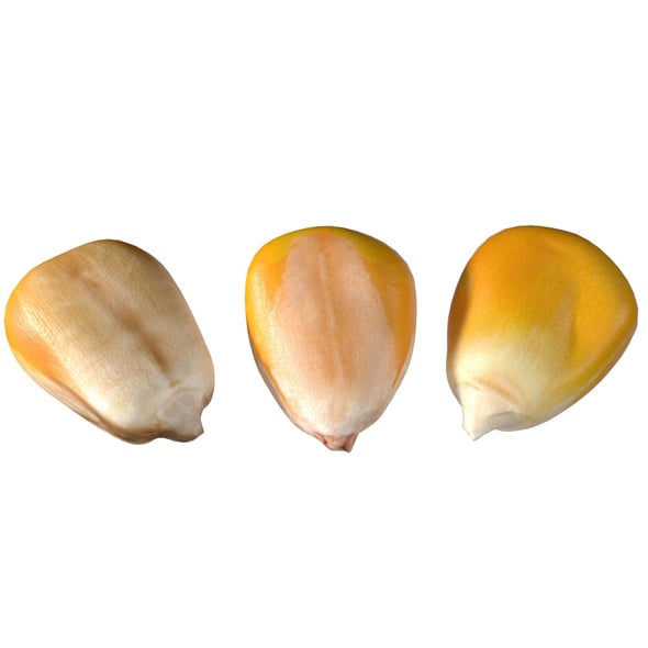 Corn Seeds - 3DOcean Item for Sale