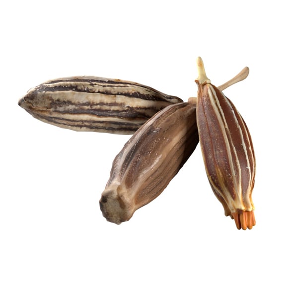 Cumin - 3DOcean Item for Sale