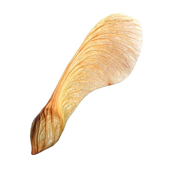 Dry Maple Seed v1 - 3DOcean Item for Sale