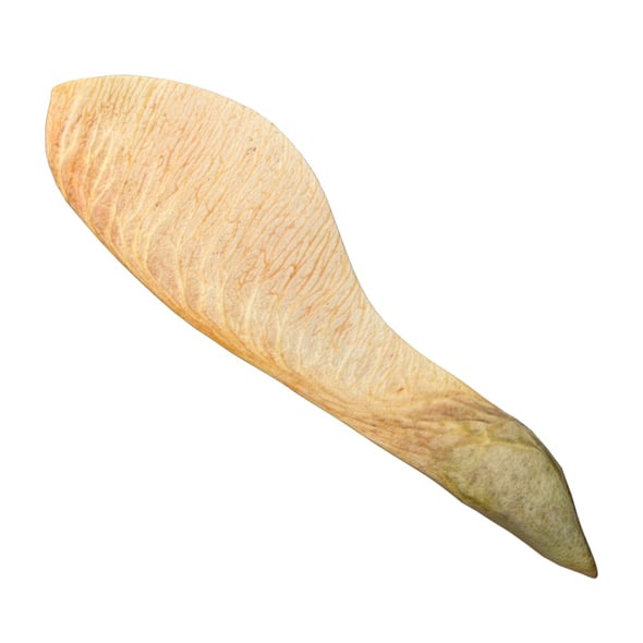 Dry Maple Seed v2 - 3DOcean Item for Sale
