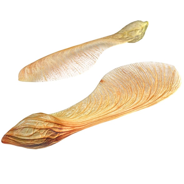 Dry Maple Seeds - 3DOcean Item for Sale