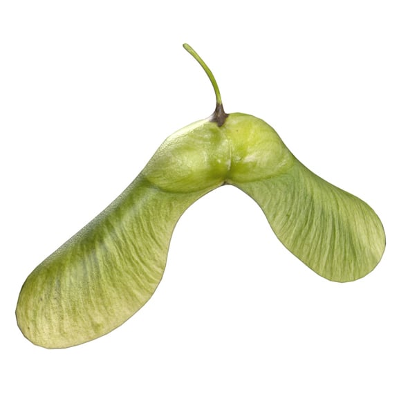 Green Maple Seed - 3DOcean Item for Sale