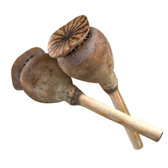 Dry Poppy Seed - 3DOcean Item for Sale