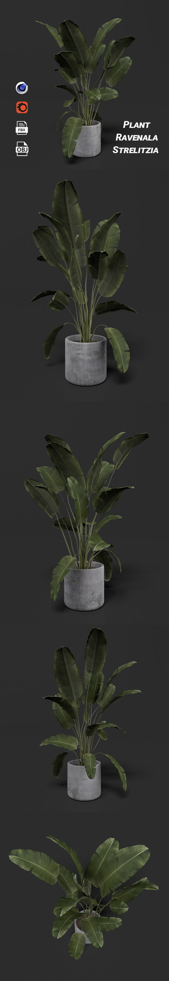 Plant Ravenala Strelitzia - 3DOcean Item for Sale