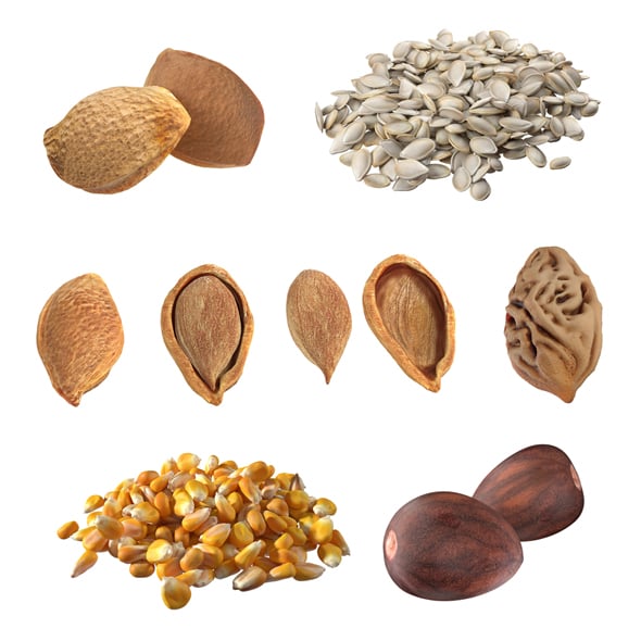 Seed Collection v1 - 3DOcean Item for Sale