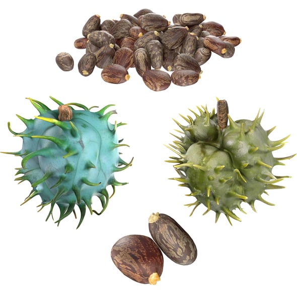 Caster Seed Set - 3DOcean Item for Sale