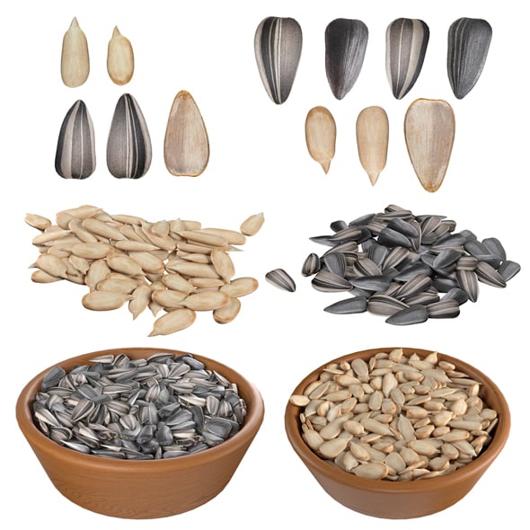 Sunflower Seed Collection - 3DOcean Item for Sale