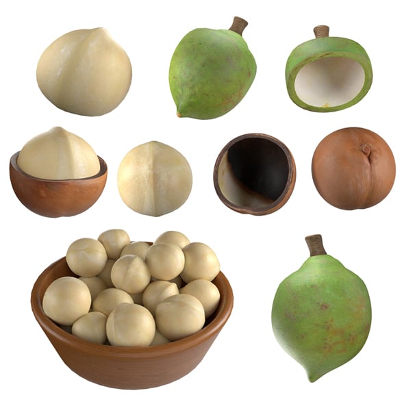 Macadamia Nut Collection - 3DOcean Item for Sale