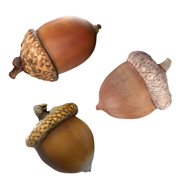Acorn Set - 3DOcean Item for Sale