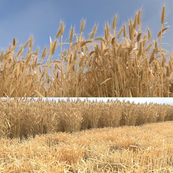 Wheat Dried Field - 3DOcean Item for Sale