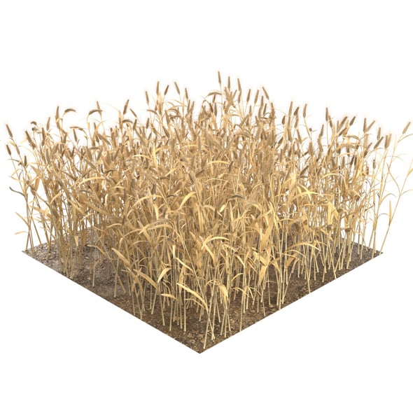 Wheat Grain - 3DOcean Item for Sale