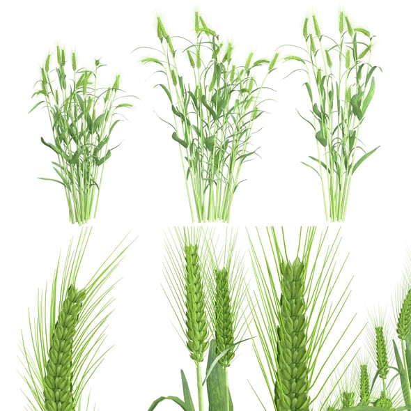 Wheat Green Bushes - 3DOcean Item for Sale