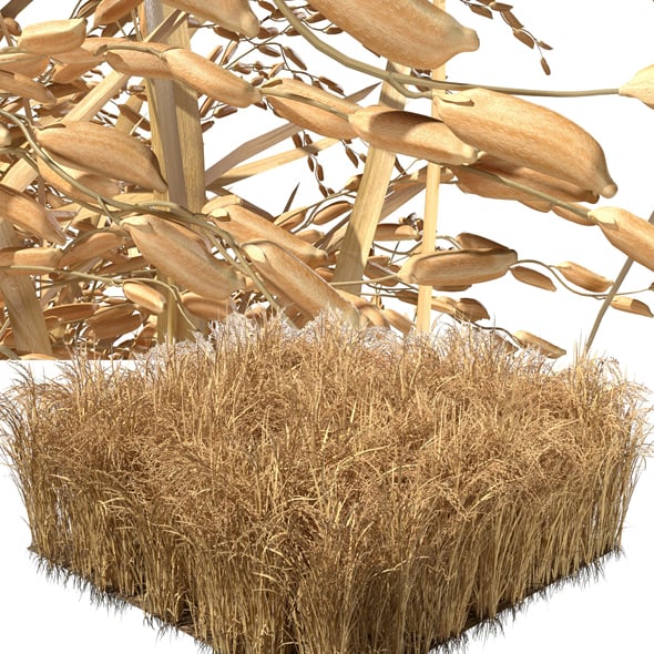 Dried Field Section - 3DOcean Item for Sale