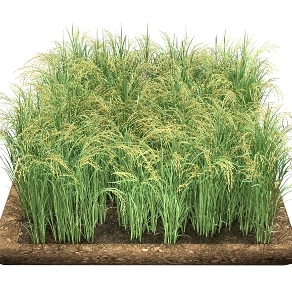 Green Field Section - 3DOcean Item for Sale