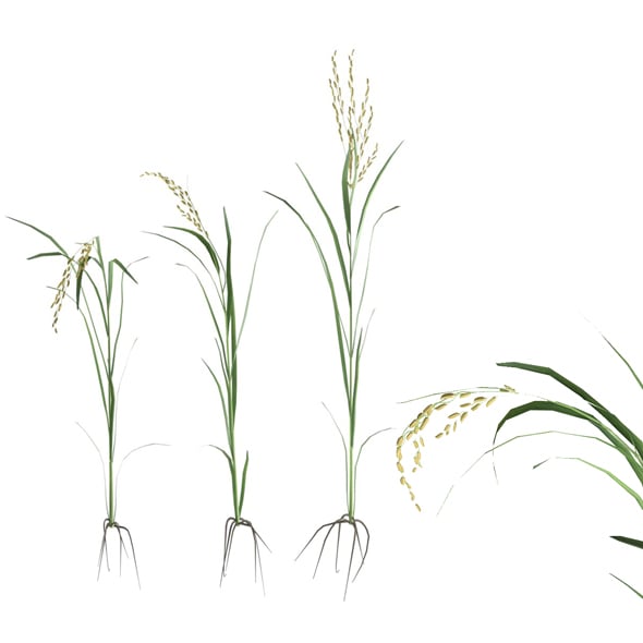 Green Rice Stalk - 3DOcean Item for Sale