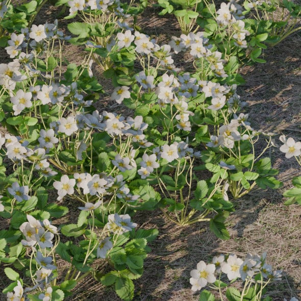 Strawberry - 3DOcean Item for Sale