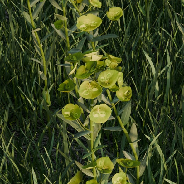 Euphorbia Saratoi (spurge). - 3DOcean Item for Sale