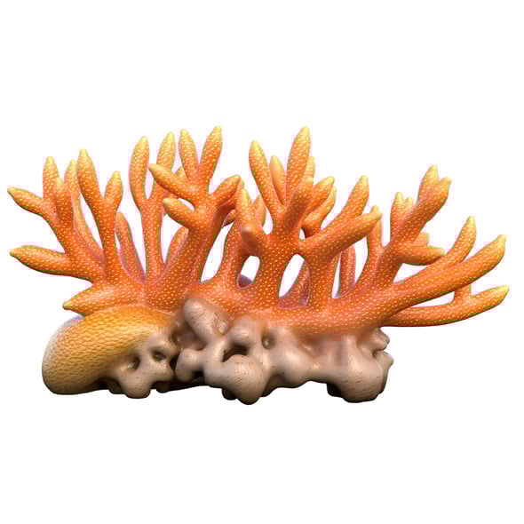 Coral 01 - 3DOcean Item for Sale