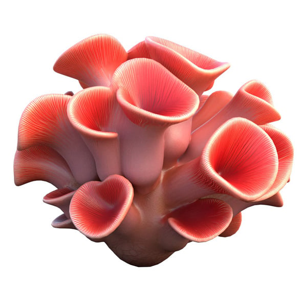 Coral Reef 03 - 3DOcean Item for Sale