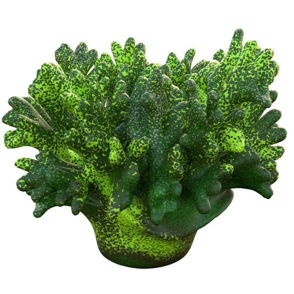 Coral Reef 12 - 3DOcean Item for Sale