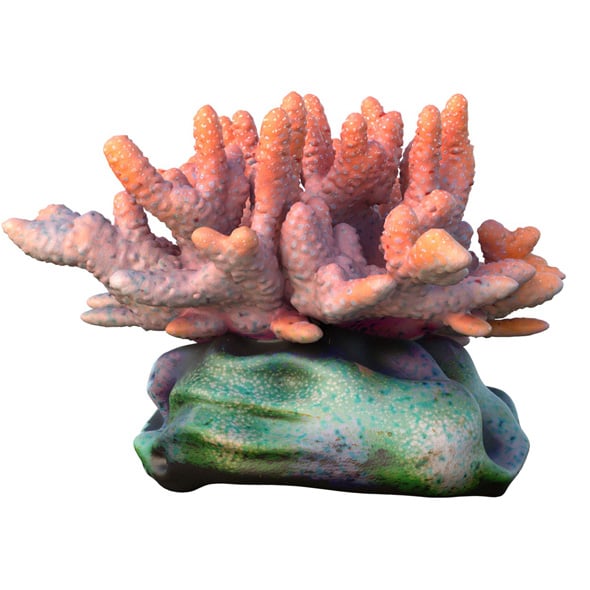 Coral Reef 13 - 3DOcean Item for Sale