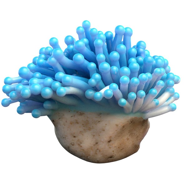 Coral Reef 22 - 3DOcean Item for Sale