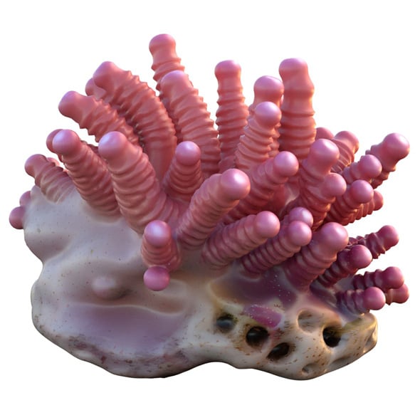 Coral Reef 27 - 3DOcean Item for Sale