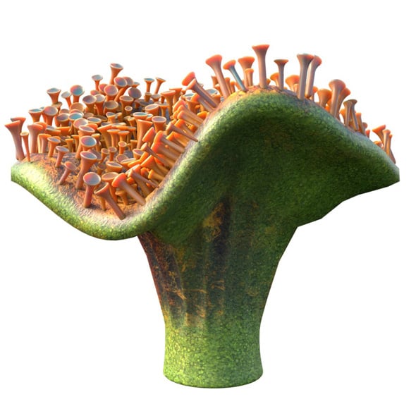 Coral Reef 29 - 3DOcean Item for Sale