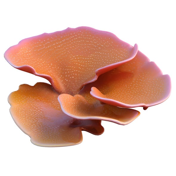 Coral Reef 30 - 3DOcean Item for Sale