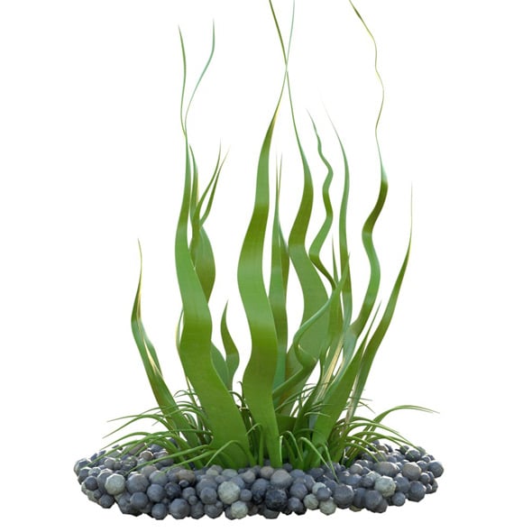 Seaweed 10 - 3DOcean Item for Sale