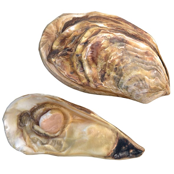 Oyster - 3DOcean Item for Sale
