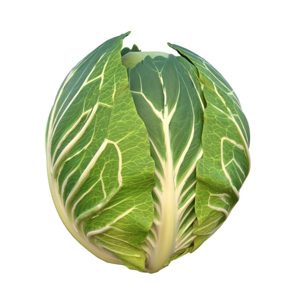 Cabbage Green Vegetable - 3DOcean Item for Sale