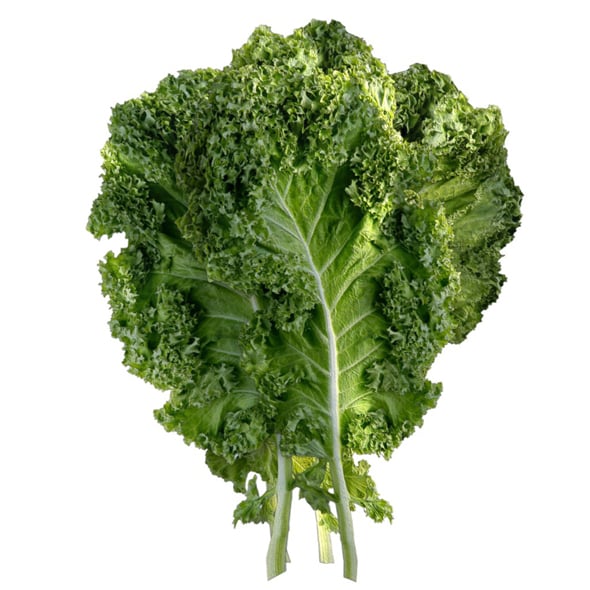 Kale Leaf - 3DOcean Item for Sale